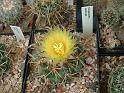 Coryphantha andreae